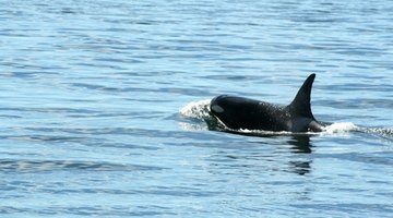 Marine Mammals