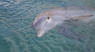 Marine Mammals