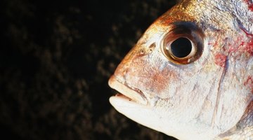 Students study adaptation in aquatic life by comparing fish heads.