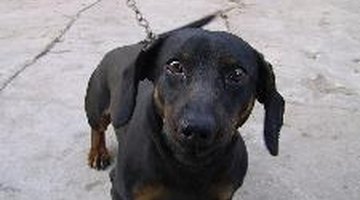 Learn more about dogs' behavior with a science project.