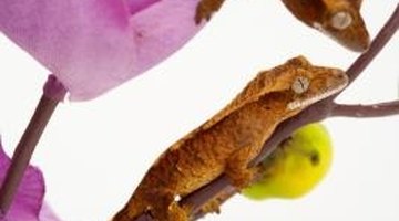 Zoology majors learn about a wide array of animals during their degree.